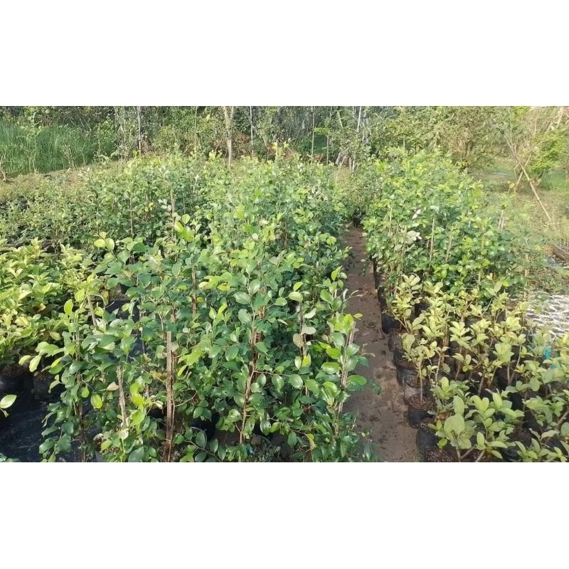 Cây Giống Táo Thái