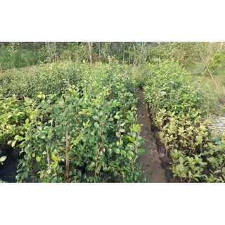 Cây Giống Táo Thái
