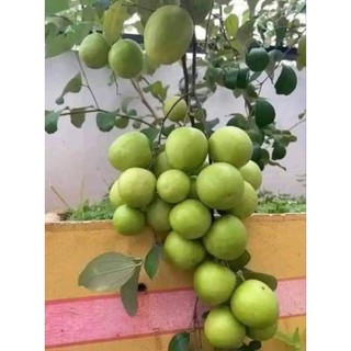 Cây Giống Táo Thái