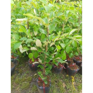 Cây Giống Táo Thái