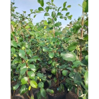Cây Giống Táo Thái