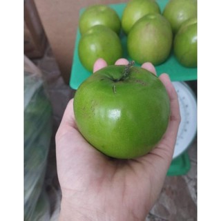 Cây Giống Táo Thái
