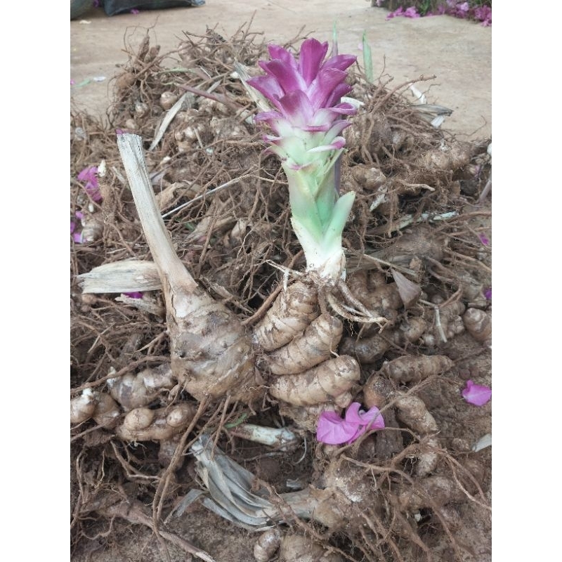 Củ nghệ đen 1kg