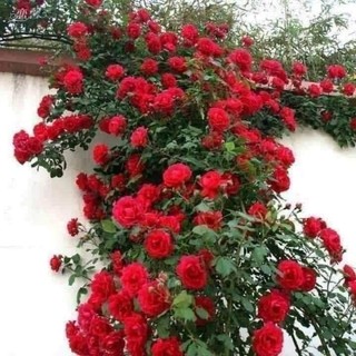 Gốc hoa hồng Leo cổ Hải phòng