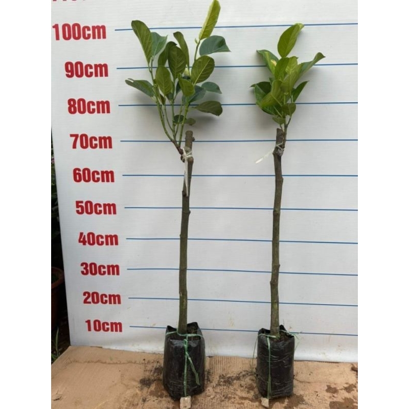Cây giống mít mini ấn độ ( cây ghép)