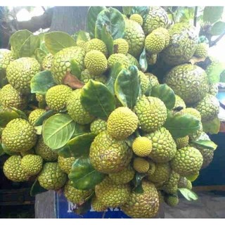 Cây giống mít mini ấn độ ( cây ghép)