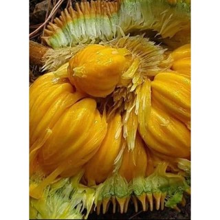 Cây giống mít mini ấn độ ( cây ghép)