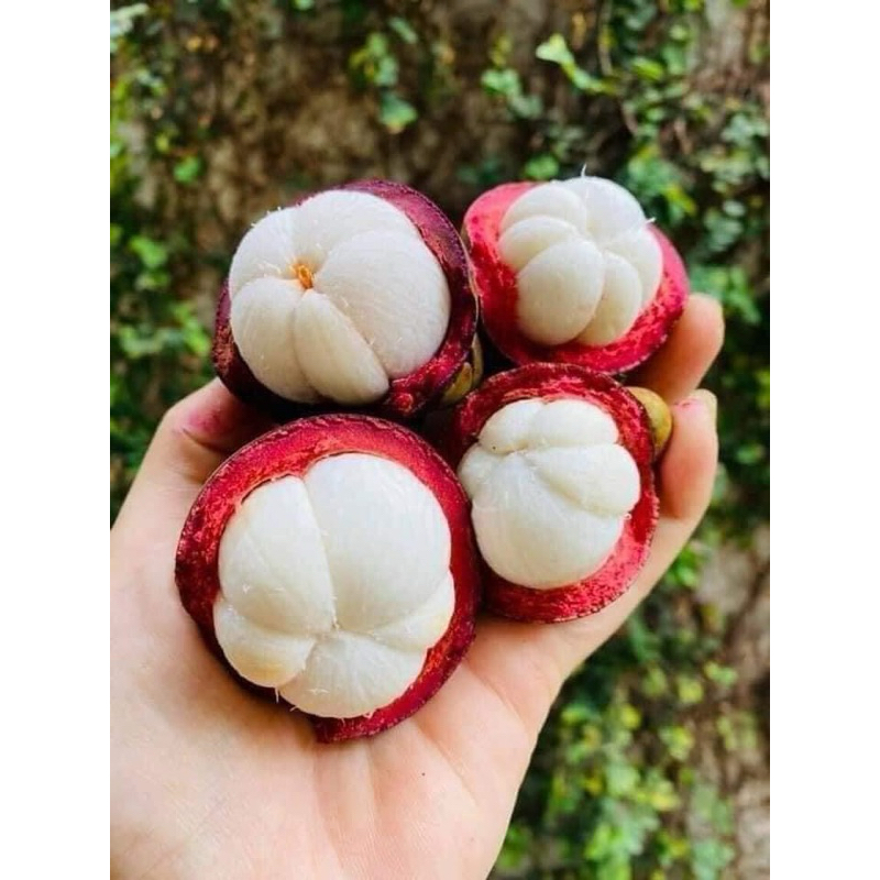 combo 3  cân măng cụt thái