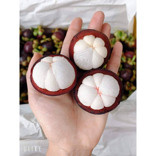 combo 3  cân măng cụt thái