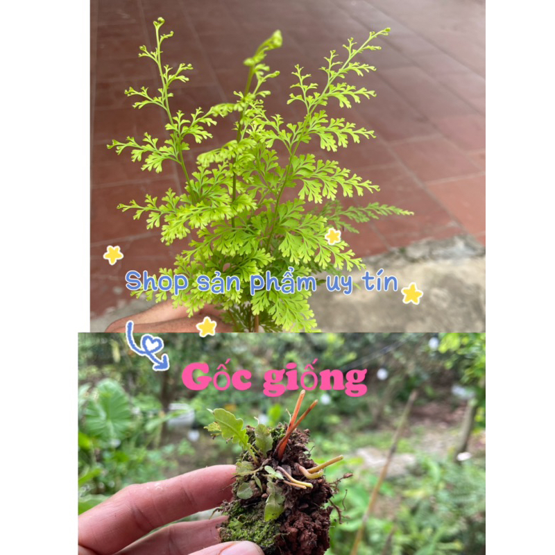 dương xỉ lá nhỏ (có thể trồng rủ) tặng hom giống dâu tằm