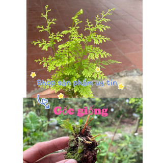 Dương xỉ lá nhỏ