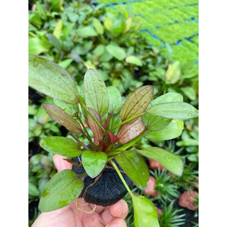 Trầu hồng gắn giá thể - Cây thuỷ sinh