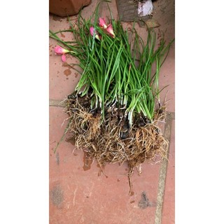 Củ giống huệ mưa hoa sọc đỏ (1 củ to hoặc 2 củ vừa)