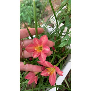 Củ giống huệ mưa hoa sọc đỏ