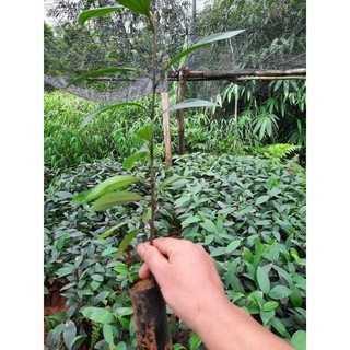 Cây quế giống cao trên 40 - 50 cm