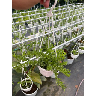 Chậu nhựa treo lan đô la (cẩm cù đô la)