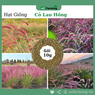 Hạt giống cỏ lau hồng - gói 10gram - az farming