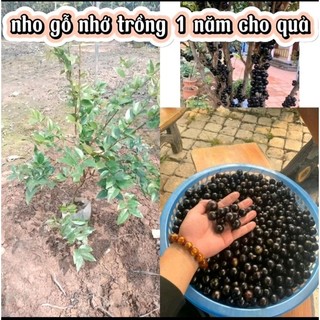 Nho thân gỗ 12 vụ cây nhớ trồng hơn 1 năm cho quả