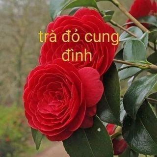 Cây giống trà my đỏ cung đình bầu bát cao 35-40cm