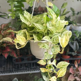Chậu Treo Trầu Bà Cẩm Thạch (Trầu Bà Sữa)