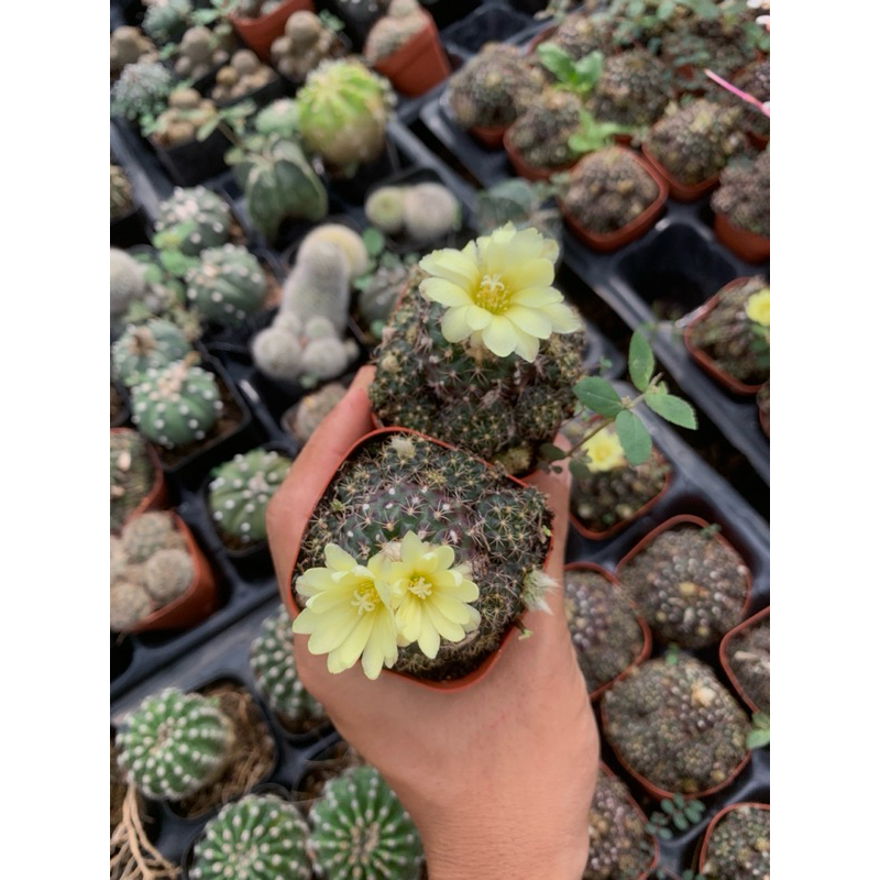 xương rồng hoa vàng (chuột hoa vàng)