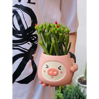 Xương Rồng bụi to - Greenlife