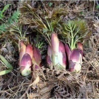 Củ giống rau mầm gai - vua của các loại rau