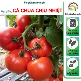 30 Hạt giống cà chua kháng xoăn chịu nhiệt tốt | Hạt giống chất lượng cao