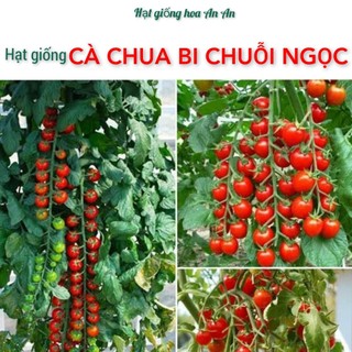 30 Hạt giống Cà chua bi chuỗi ngọc đỏ siêu trái