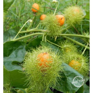 Hạt giống dây nhãn lồng lạc tiên