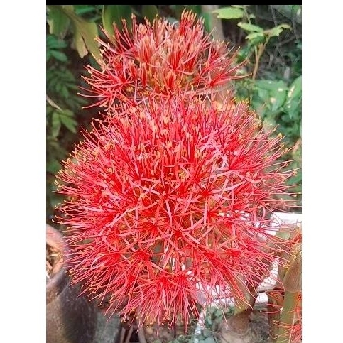 Củ hồng tú cầu (củ mẹ)