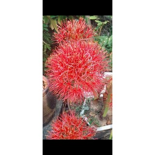 Củ hồng tú cầu (củ mẹ)