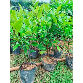 cây lan tiêu bầu bát ( cao 40cm trở lên)