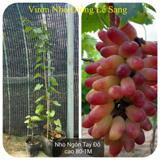 Cây Nho Cao. Giống Nho Ngón Tay 152 . Cao từ 80-1M .
