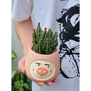Xương Rồng bụi to - Greenlife