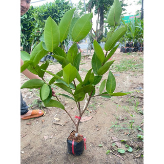 Cây Roi Đỏ An Phước ( ra quả sớm ) đã bật hoả tốc