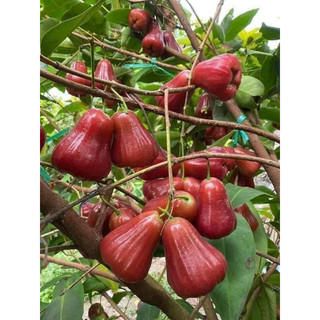 Cây Roi Đỏ An Phước ( ra quả sớm ) đã bật hoả tốc