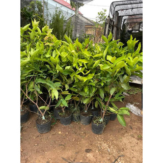 Cây Roi Đỏ An Phước ( ra quả sớm ) đã bật hoả tốc
