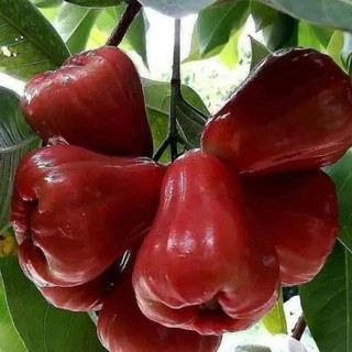 Cây Roi Đỏ An Phước ( ra quả sớm ) đã bật hoả tốc