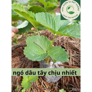  Combo 10 ngó dâu tây Hana chịu nhiệt - Cây giống chất lượng dễ trồng thu hoạch sau 2 tháng 