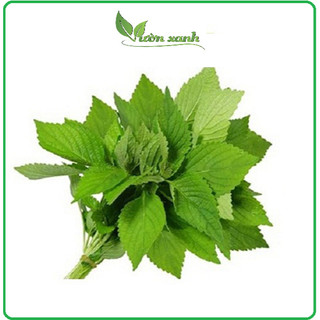 Hạt Giống Lá Cây Rau Kinh Giới 1gr