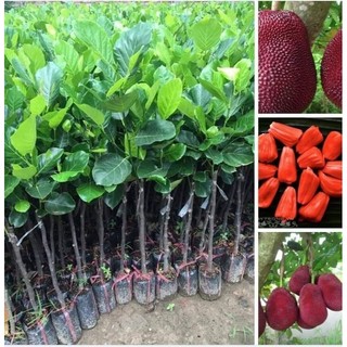 Cây giống mít vỏ đỏ ruột đỏ INDO cây ghép