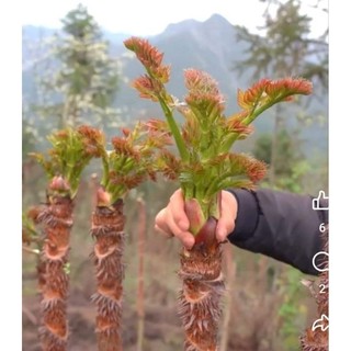 Hạt giống rau mầm gai - vua của các loại rau