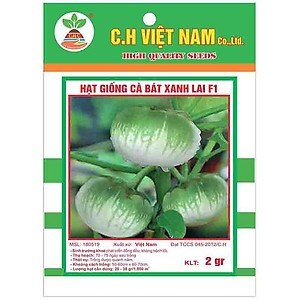 Hạt giống cà bát xanh quả lớn | Quả giòn ngon