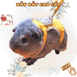 Dây dắt thú cưng, dây dắt đi dạo cho Bọ Ú (Chuột lang) Thỏ Cảnh Chó Mèo dây dắt cao cấp có thể điều chỉnh