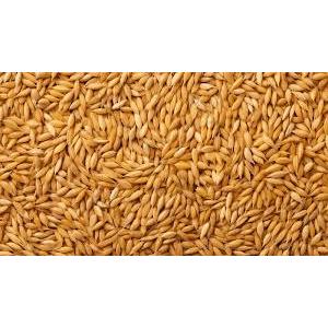 1kg Lúa hạt (hạt thóc) cho các loại chim cảnh, gà cảnh