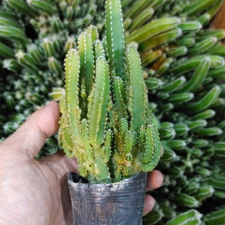 Xương rồng thanh sơn, cây khỏe đẹp