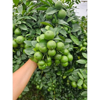 cây giống chanh chùm tứ quý và giống cây chanh ta