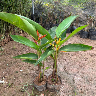 Cây chuối thiên điểu (mỏ két), Cao 30-35cm bịch 3-4 thân cây thích hợp trang trí cảnh quan sân vườn