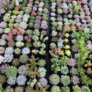 sen đá size bầu từ 6cm .được mix nhiều mẫu.